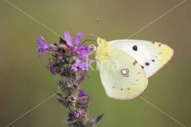 Oranje luzernevlinder (Colias croceus)