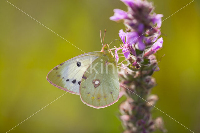 Oranje luzernevlinder (Colias croceus)