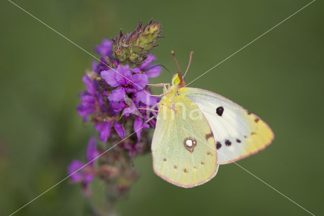 Oranje luzernevlinder (Colias croceus)