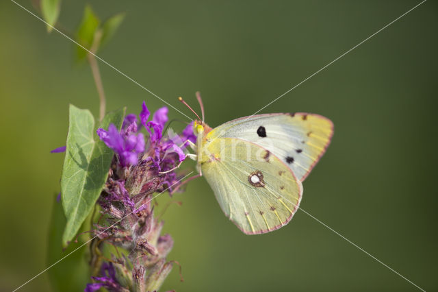 Clouded Yellow (Colias croceus)