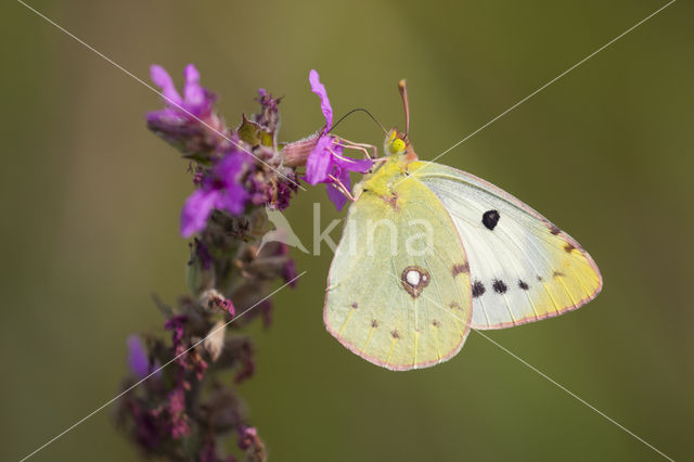 Oranje luzernevlinder (Colias croceus)