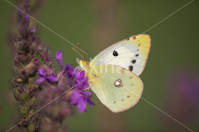 Clouded Yellow (Colias croceus)