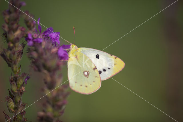 Clouded Yellow (Colias croceus)