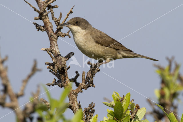 Orphean Warbler (Sylvia hortensis)