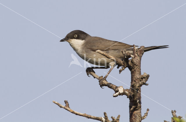 Orphean Warbler (Sylvia hortensis)