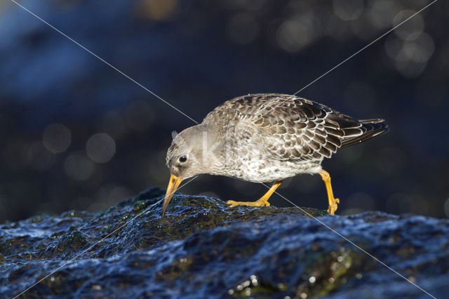 Paarse Strandloper (Calidris maritima)