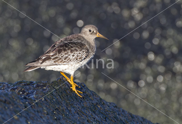 Paarse Strandloper (Calidris maritima)