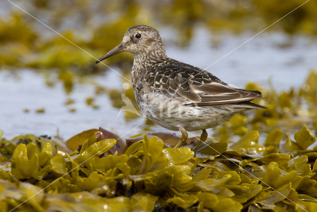 Paarse Strandloper (Calidris maritima)