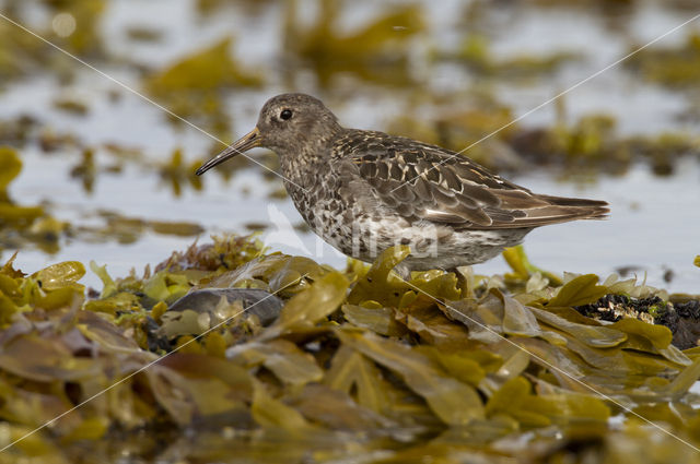 Paarse Strandloper (Calidris maritima)