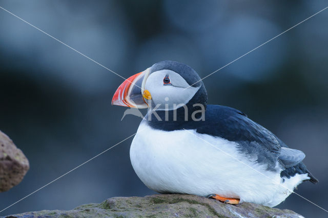 Atlantic Puffin (Fratercula arctica)