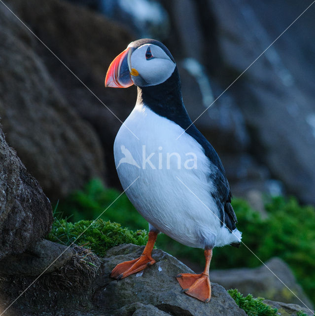 Atlantic Puffin (Fratercula arctica)