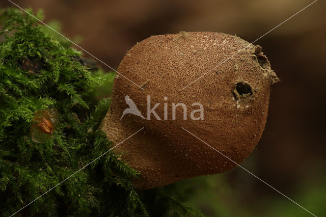 Peervormige stuifzwam (Lycoperdon pyriforme)