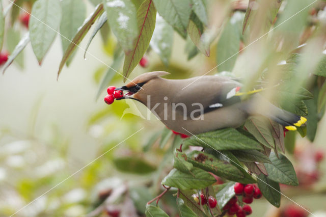 Pestvogel (Bombycilla garrulus)