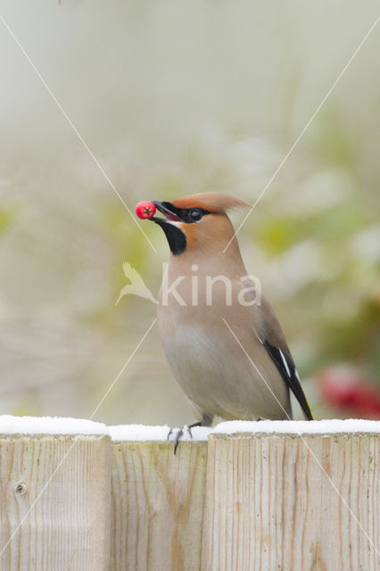 Bohemian Waxwing (Bombycilla garrulus)