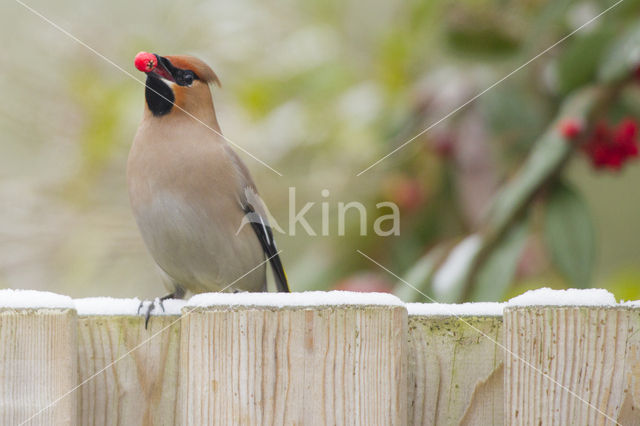 Bohemian Waxwing (Bombycilla garrulus)