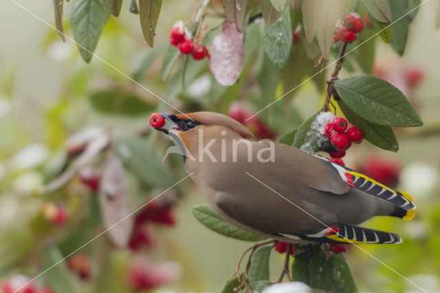 Bohemian Waxwing (Bombycilla garrulus)