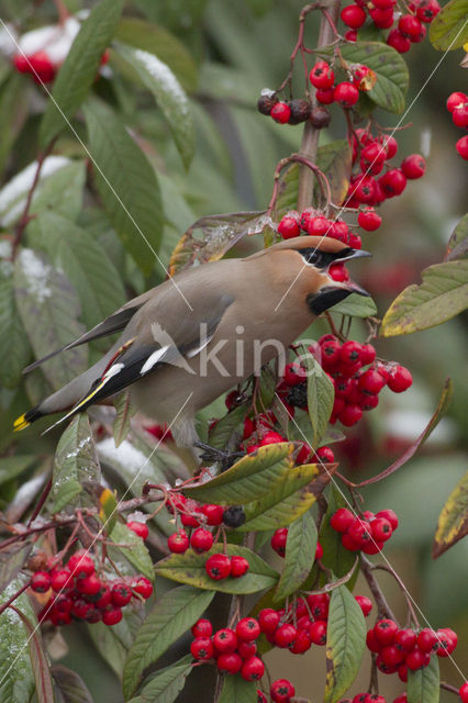 Pestvogel (Bombycilla garrulus)