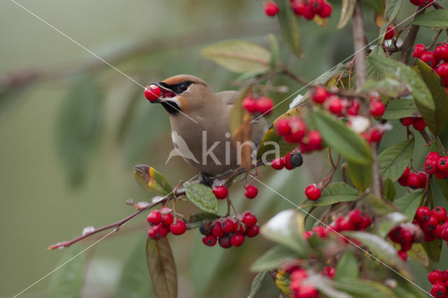 Bohemian Waxwing (Bombycilla garrulus)