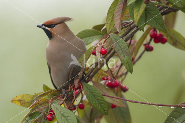 Bohemian Waxwing (Bombycilla garrulus)