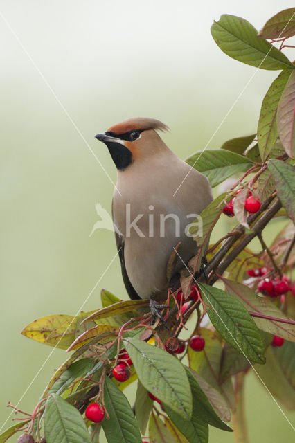 Pestvogel (Bombycilla garrulus)