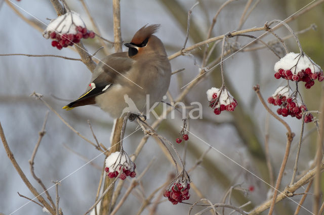 Pestvogel (Bombycilla garrulus)