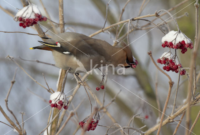 Pestvogel (Bombycilla garrulus)