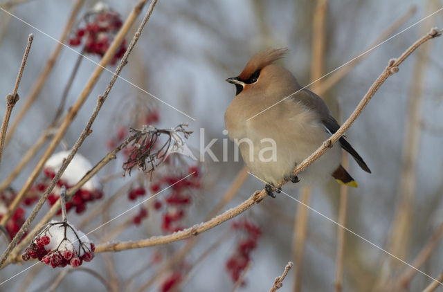 Bohemian Waxwing (Bombycilla garrulus)