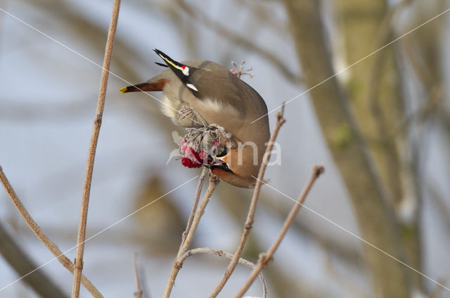 Bohemian Waxwing (Bombycilla garrulus)