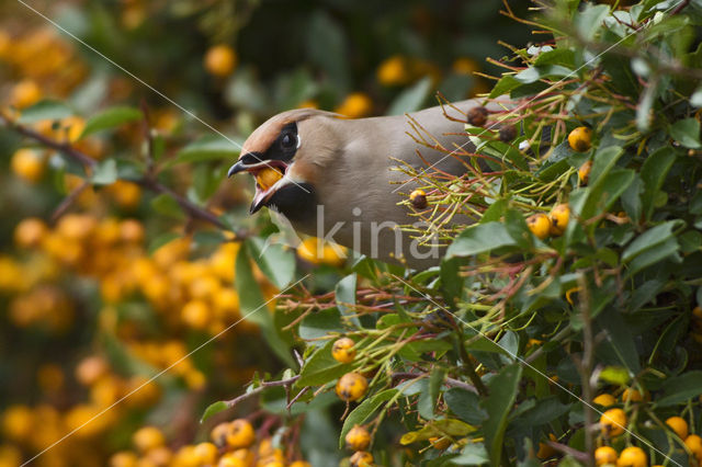 Bohemian Waxwing (Bombycilla garrulus)