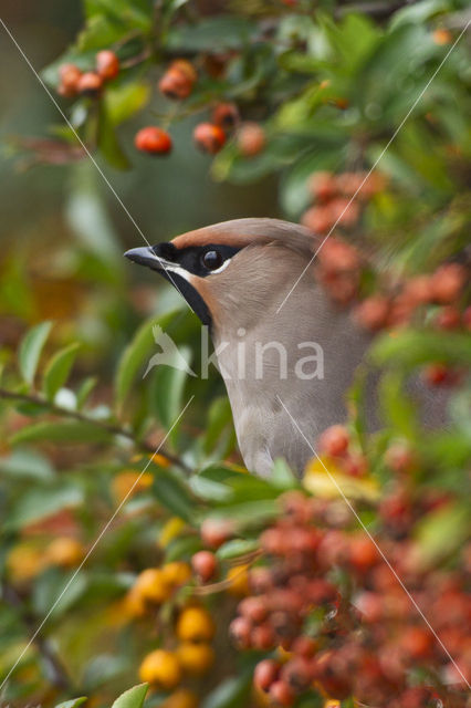 Bohemian Waxwing (Bombycilla garrulus)