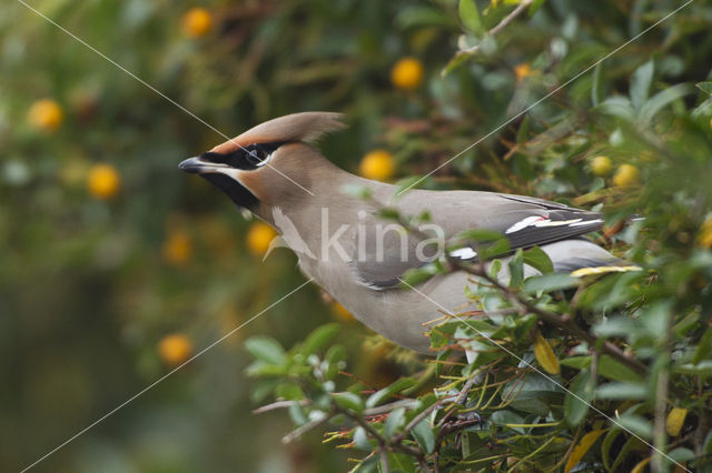 Bohemian Waxwing (Bombycilla garrulus)