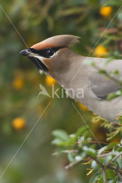 Pestvogel (Bombycilla garrulus)