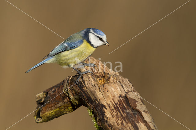 Pimpelmees (Parus caeruleus)