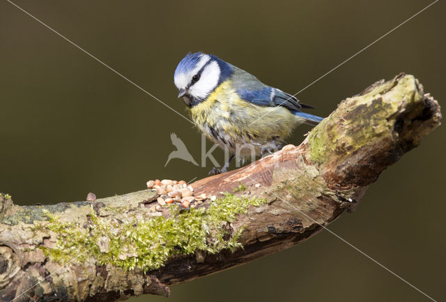 Blue Tit (Parus caeruleus)