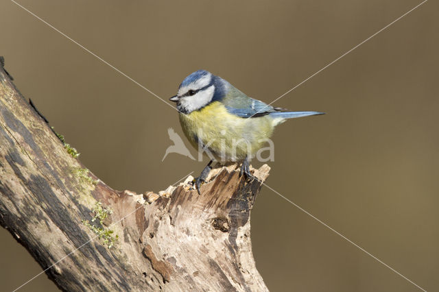 Pimpelmees (Parus caeruleus)