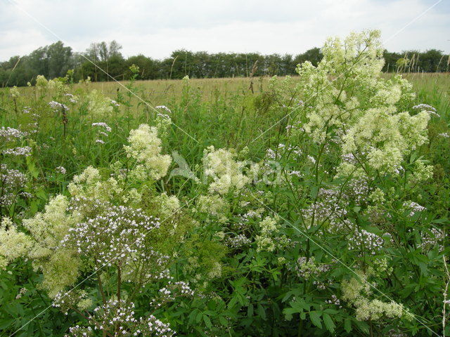 Poelruit (Thalictrum flavum)