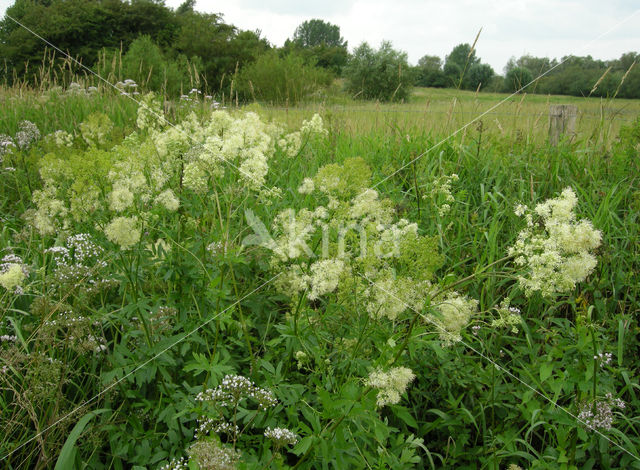 Common Meadow-rue (Thalictrum flavum)