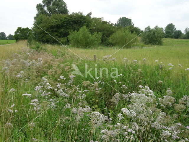 Poelruit (Thalictrum flavum)