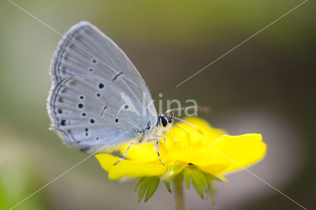 Provençal Short Tailed Blue (Everes alcetas)