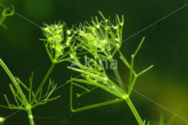 Puntdragend glanswier (Nitella mucronata)