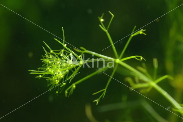 Puntdragend glanswier (Nitella mucronata)