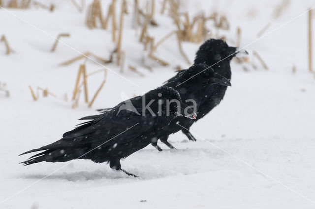 Raaf (Corvus corax)