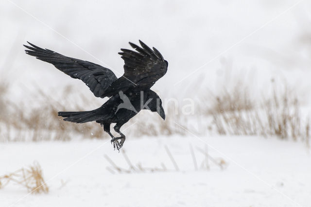 Raaf (Corvus corax)