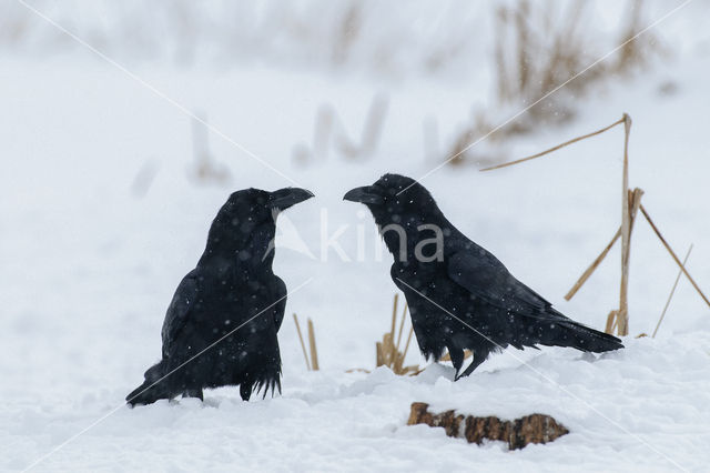 Raaf (Corvus corax)