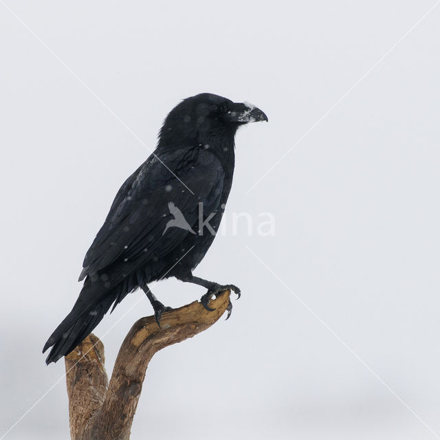 Raaf (Corvus corax)