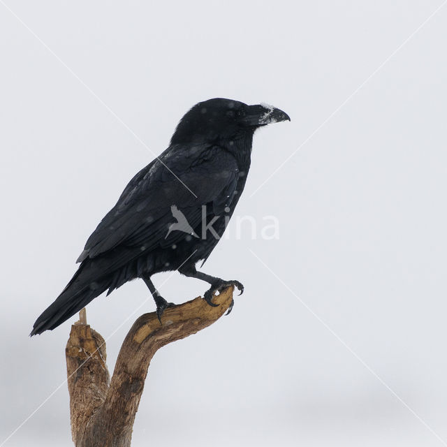 Raaf (Corvus corax)