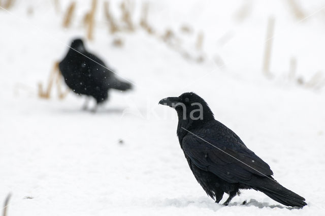 Raaf (Corvus corax)