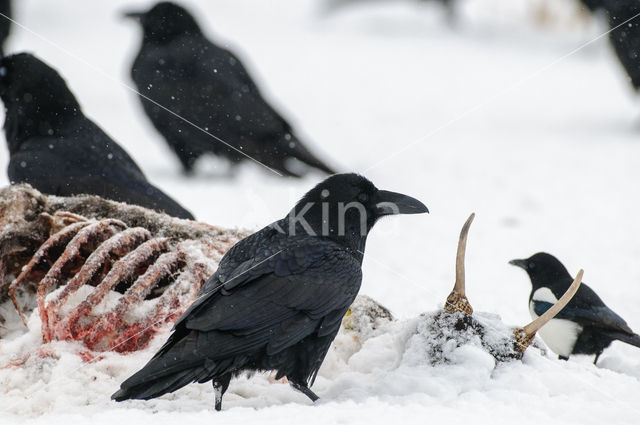 Raaf (Corvus corax)