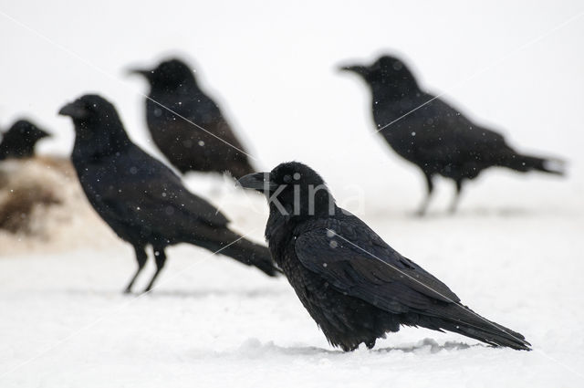 Raaf (Corvus corax)