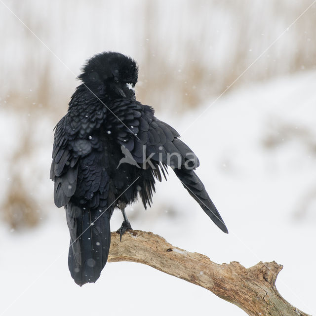 Raaf (Corvus corax)